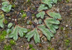 Riccia nigrella