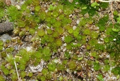 Gemmabryum