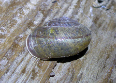 Helminthoglypta contracostae