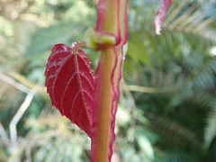 Cissus pteroclada