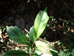 Eustigma oblongifolium