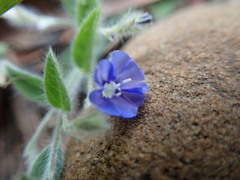 Evolvulus alsinoides decumbens