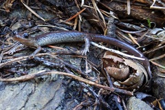 Plethodon asupak