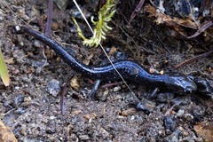 Aneides klamathensis