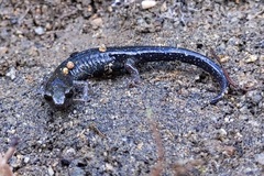 Aneides klamathensis