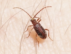 Ptinus caelebs