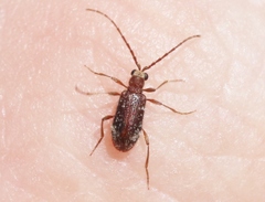Ptinus caelebs