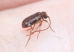 Ptinus caelebs