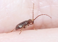 Ptinus caelebs