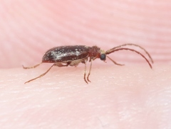 Ptinus caelebs