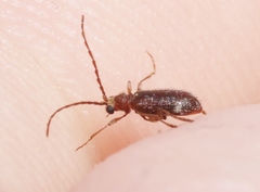 Ptinus caelebs