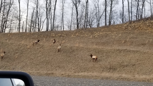 Elk photographed in Virginia