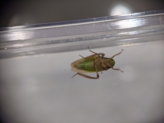 Ponana