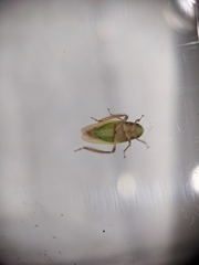 Ponana