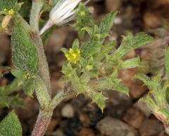 Chorizanthe watsonii