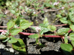 Boerhavia glabrata