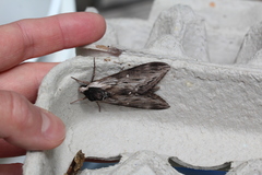 Sphinx poecila