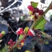 Ximenia parviflora - Photo (c) Pablo Carrillo-Reyes, vissa rättigheter förbehållna (CC BY-NC), uppladdad av Pablo Carrillo-Reyes