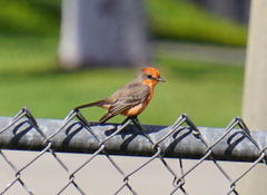 Pyrocephalus rubinus