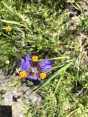 Hesperoxiphion herrerae