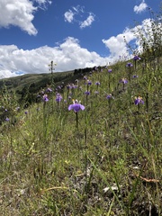 Hesperoxiphion herrerae