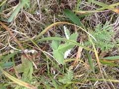 Potentilla leucophylla
