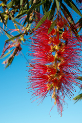 Callistemon