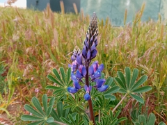 Lupinus succulentus
