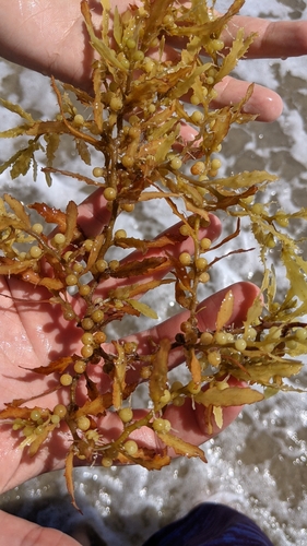 Photo of Gulf Sargassum (Sargassum fluitans)