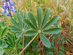 Lupinus succulentus