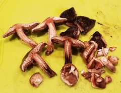 Agaricus brunneofibrillosus