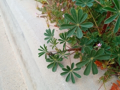 Lupinus succulentus