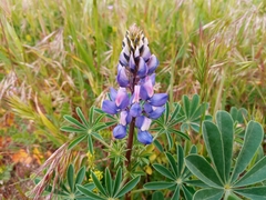 Lupinus succulentus