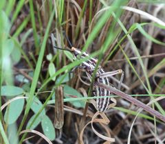 Dictyophorus griseus