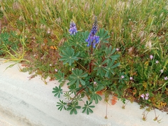 Lupinus succulentus