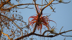 Tillandsia roland-gosselinii