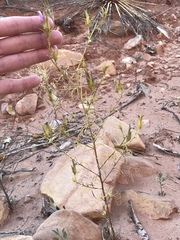 Cordylanthus wrightii