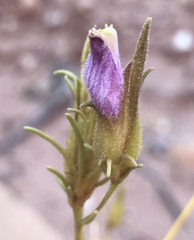 Cordylanthus wrightii