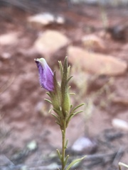 Cordylanthus wrightii