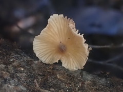 Entoloma readiae