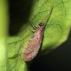 Micromus tasmaniae