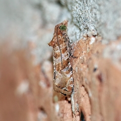 Lobesia xylistis