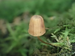 Mycena mamaku