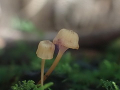 Mycena mamaku