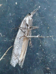 Orocrambus cyclopicus