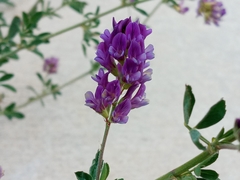 Medicago sativa