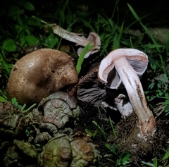 Agaricus brunneofibrillosus