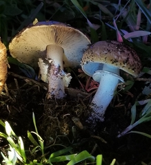 Agaricus brunneofibrillosus