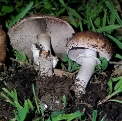 Agaricus brunneofibrillosus