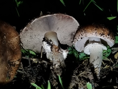 Agaricus brunneofibrillosus